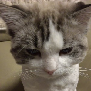 猫豆豆的钢琴谱