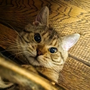 158****3840的钢琴谱