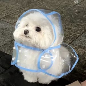 可爱比熊小狗的钢琴谱