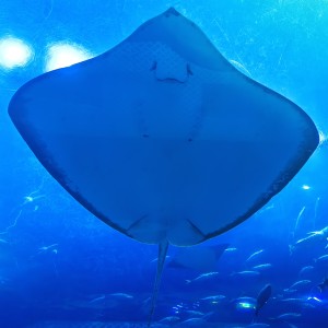 与霜归的钢琴谱