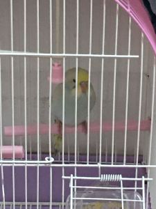 梦中的婚礼的演奏视频