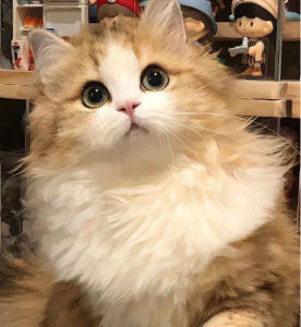 坏掉的猫脑袋🐱🙃的钢琴谱