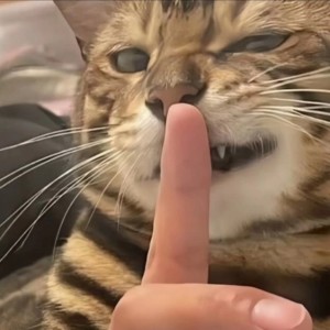 一只miao~🐱🐾的钢琴谱