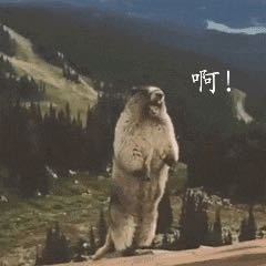 oi的钢琴谱