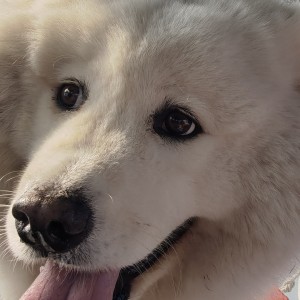 不知道叫啥的钢琴谱