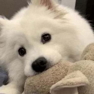 ^  ^的钢琴谱
