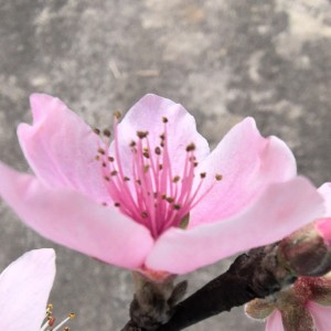 花开富贵的钢琴谱