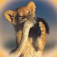 Lion宇的钢琴谱