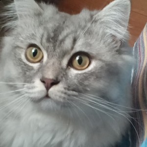 o>_<o的钢琴谱