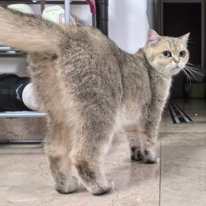 🐱的钢琴谱