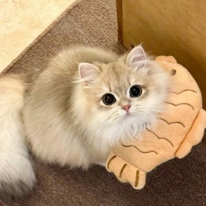 招财猫的钢琴谱