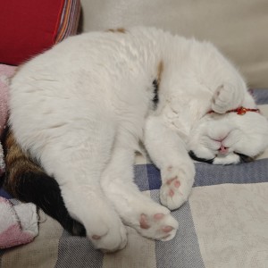 136****1660的钢琴谱