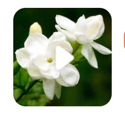 茉莉芬芳的个人空间