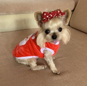 135****5305的钢琴谱