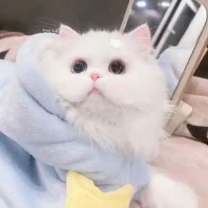 xwy～萌萌的钢琴谱