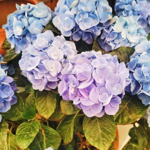 ——FLOWER——的钢琴谱