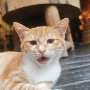 哈基热水的钢琴谱