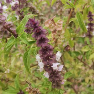 181****8323的钢琴谱