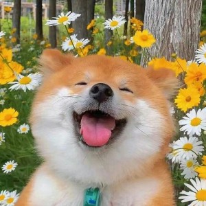 音乐小菜菜的钢琴谱