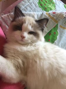 sky清风的钢琴谱