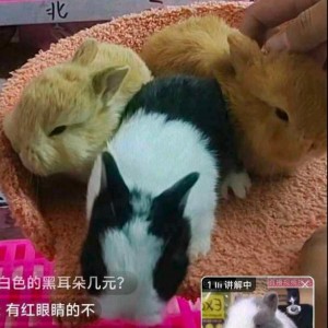 “团团”“圆圆”的“奶黄”的钢琴谱