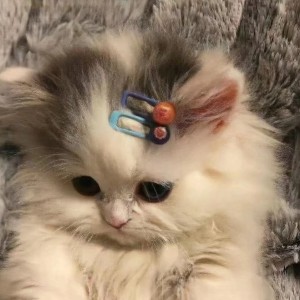 小猫碎碎念的钢琴谱