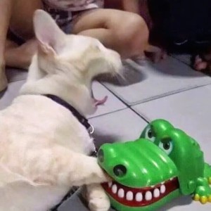 皮蛋solo粥的个人空间