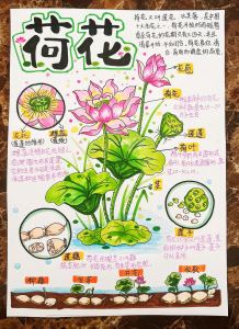 Summer的演奏视频