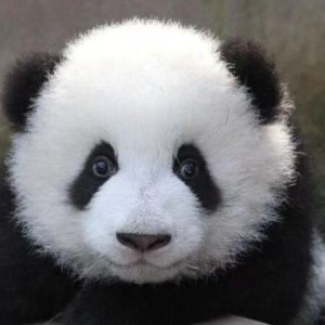 小小的熊猫呀的钢琴谱