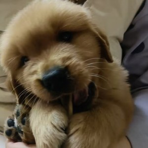 挞挞的钢琴谱