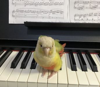 爱吃酸的鹦鹉  生米的个人空间