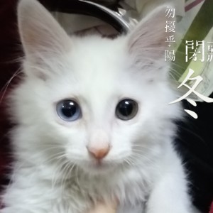 我好想你，我真的好想你，小白的钢琴谱