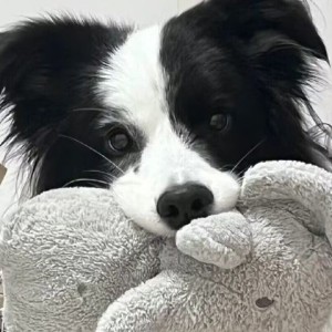 Aurelind的钢琴谱