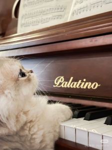 米亚piano的个人空间