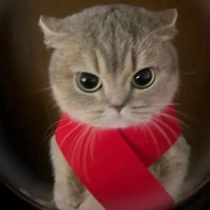 Fayer的个人空间