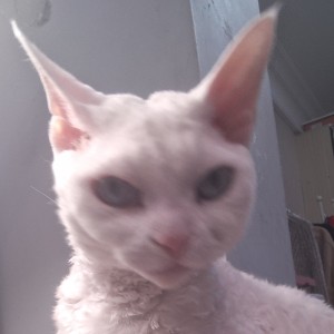 Anne的钢琴谱