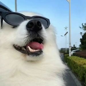 鲫鱼的钢琴谱