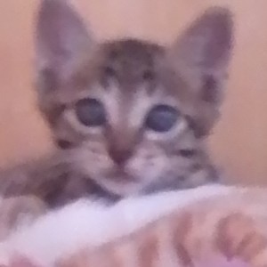 喵喵喵喵喵喵喵喵喵喵的钢琴谱