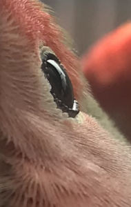 葬花的演奏视频