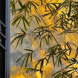 柏的钢琴谱