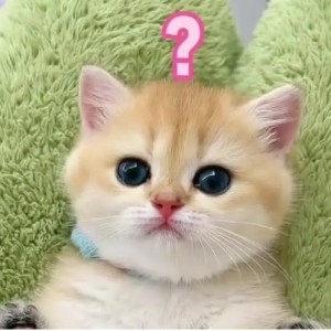 猫的舞步的演奏视频