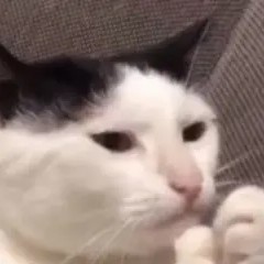 刻薄的小学生的个人空间