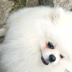 小海螺的钢琴谱