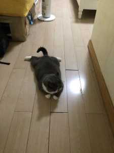 不是biubiu是tatata的钢琴谱