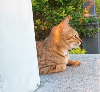 ［猫武］巡查（雷族火星）的钢琴谱