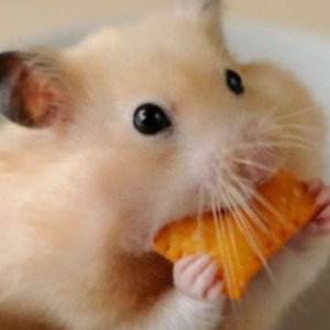 “妍妍”热“鼠”的个人空间