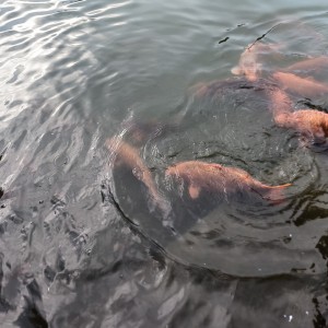 鱼汤大盗的钢琴谱