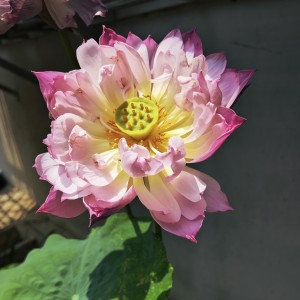 150****1725的钢琴谱