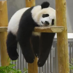 159****0208的钢琴谱