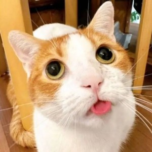 知无的钢琴谱